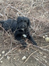 GOJO, Hund, Mischlingshund in Rumänien - Bild 3