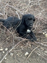 GOJO, Hund, Mischlingshund in Rumänien - Bild 4