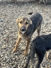 ELVIS, Hund, Mischlingshund in Rumänien - Bild 1