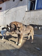 ALDO, Hund, Mischlingshund in Rumänien - Bild 7