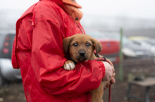 HARP, Hund, Mischlingshund in Rumänien - Bild 12