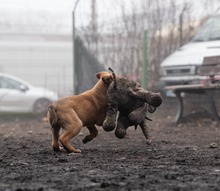 HARP, Hund, Mischlingshund in Rumänien - Bild 13