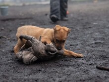 HARP, Hund, Mischlingshund in Rumänien - Bild 14