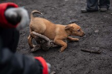 HARP, Hund, Mischlingshund in Rumänien - Bild 15