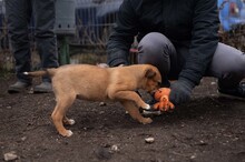 HARP, Hund, Mischlingshund in Rumänien - Bild 16