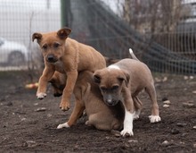 HARP, Hund, Mischlingshund in Rumänien - Bild 17