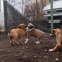 HARP, Hund, Mischlingshund in Rumänien - Bild 18