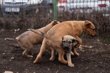 HARP, Hund, Mischlingshund in Rumänien - Bild 19