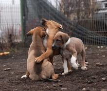 PIANO, Hund, Mischlingshund in Rumänien - Bild 11