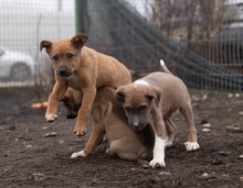 PIANO, Hund, Mischlingshund in Rumänien - Bild 12