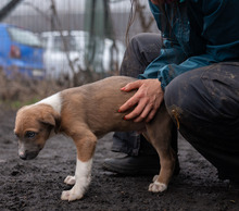 PIANO, Hund, Mischlingshund in Rumänien - Bild 13