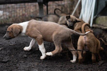 PIANO, Hund, Mischlingshund in Rumänien - Bild 14