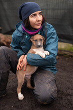 PIANO, Hund, Mischlingshund in Rumänien - Bild 15