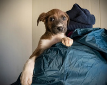 PIANO, Hund, Mischlingshund in Rumänien - Bild 6