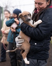 PIANO, Hund, Mischlingshund in Rumänien - Bild 9