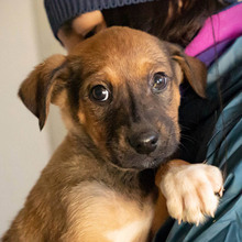 CELLO, Hund, Mischlingshund in Rumänien - Bild 1