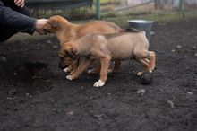 CELLO, Hund, Mischlingshund in Rumänien - Bild 10