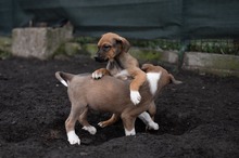 CELLO, Hund, Mischlingshund in Rumänien - Bild 11