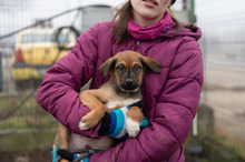 CELLO, Hund, Mischlingshund in Rumänien - Bild 12