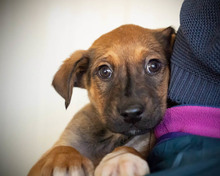 CELLO, Hund, Mischlingshund in Rumänien - Bild 2