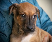 CELLO, Hund, Mischlingshund in Rumänien - Bild 3