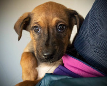 CELLO, Hund, Mischlingshund in Rumänien - Bild 4