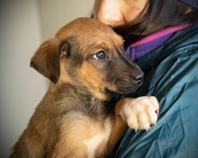 CELLO, Hund, Mischlingshund in Rumänien - Bild 6