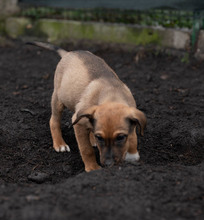 CELLO, Hund, Mischlingshund in Rumänien - Bild 9