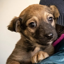 TUBA, Hund, Mischlingshund in Rumänien - Bild 1