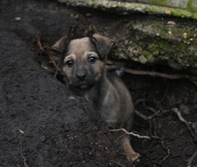 TUBA, Hund, Mischlingshund in Rumänien - Bild 10