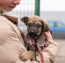 TUBA, Hund, Mischlingshund in Rumänien - Bild 11