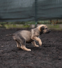 TUBA, Hund, Mischlingshund in Rumänien - Bild 12