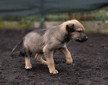 TUBA, Hund, Mischlingshund in Rumänien - Bild 13