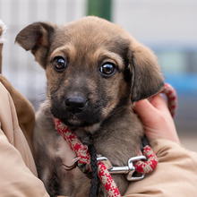 TUBA, Hund, Mischlingshund in Rumänien - Bild 2