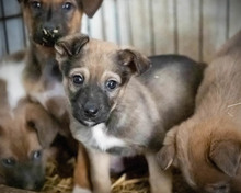 TUBA, Hund, Mischlingshund in Rumänien - Bild 4