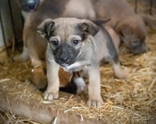 TUBA, Hund, Mischlingshund in Rumänien - Bild 5