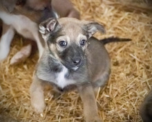 TUBA, Hund, Mischlingshund in Rumänien - Bild 6