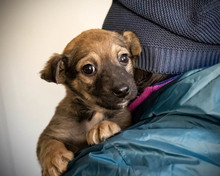 TUBA, Hund, Mischlingshund in Rumänien - Bild 9