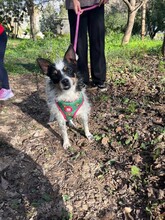 AMANDA, Hund, Terrier-Ratonero Bodeguero Andaluz-Mix in Emmendingen - Bild 11