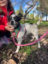 AMANDA, Hund, Terrier-Ratonero Bodeguero Andaluz-Mix in Emmendingen - Bild 13