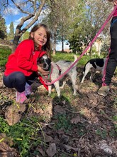 AMANDA, Hund, Terrier-Ratonero Bodeguero Andaluz-Mix in Emmendingen - Bild 14