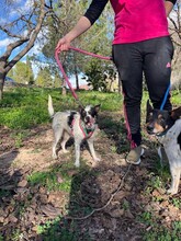 AMANDA, Hund, Terrier-Ratonero Bodeguero Andaluz-Mix in Emmendingen - Bild 15