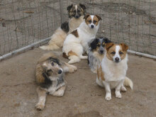ROCCO, Hund, Mischlingshund in Bulgarien - Bild 14