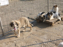 ROCCO, Hund, Mischlingshund in Bulgarien - Bild 15