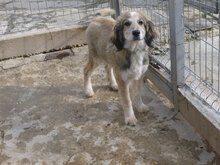 ROCCO, Hund, Mischlingshund in Bulgarien - Bild 2