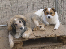 ROCCO, Hund, Mischlingshund in Bulgarien - Bild 4