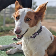 SAMBA, Hund, Podenco in Spanien - Bild 1