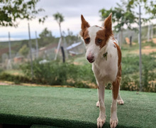 SAMBA, Hund, Podenco in Spanien - Bild 3