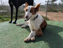 SAMBA, Hund, Podenco in Spanien - Bild 4