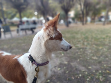 SAMBA, Hund, Podenco in Spanien - Bild 5